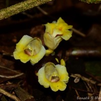 Meistera graminifolia (Thwaites) Skornick. & M.F.Newman